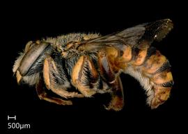   Anthidium aztecum nbsp;male lateral habitus, photo: Tevan Brady 
